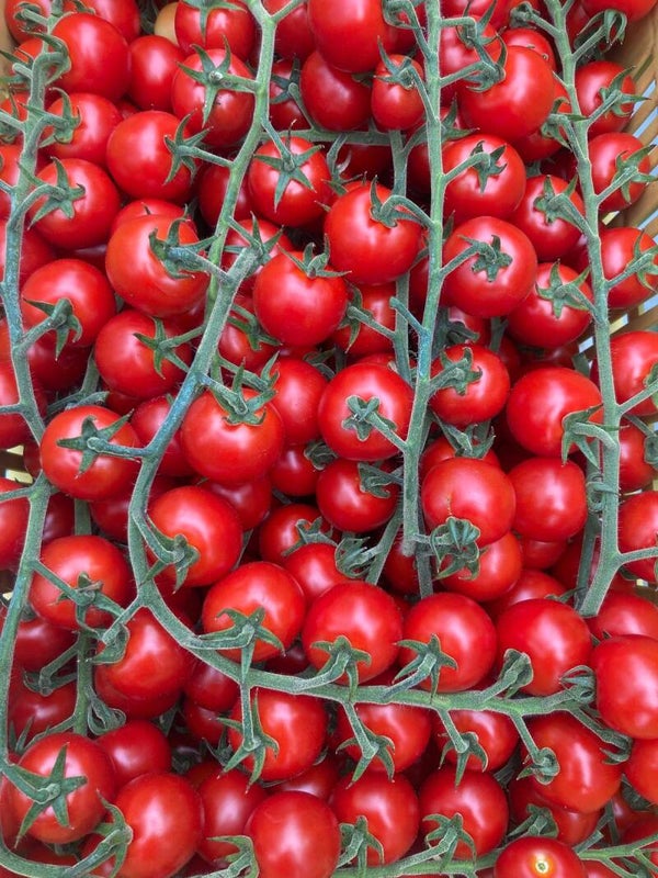 POMODORO CILIEGINO