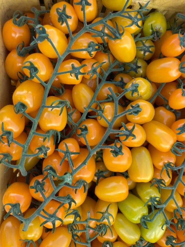DATTERINO GIALLO