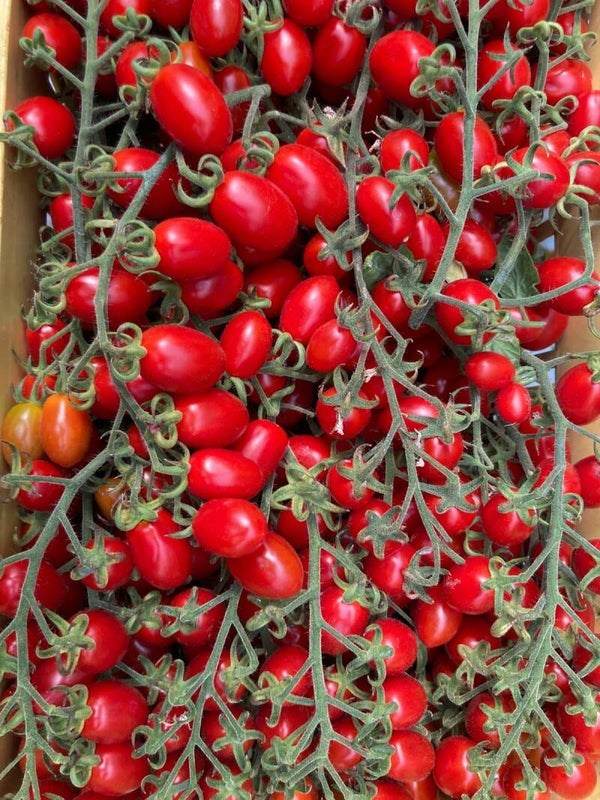 POMODORO DATTERINO ROSSO