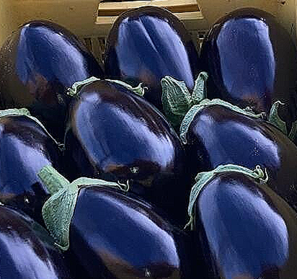 MELANZANA TONDA