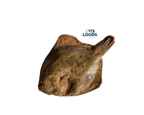 1 kg Tarbot middel (gewicht per stuk ca. 500-1000 gram)
