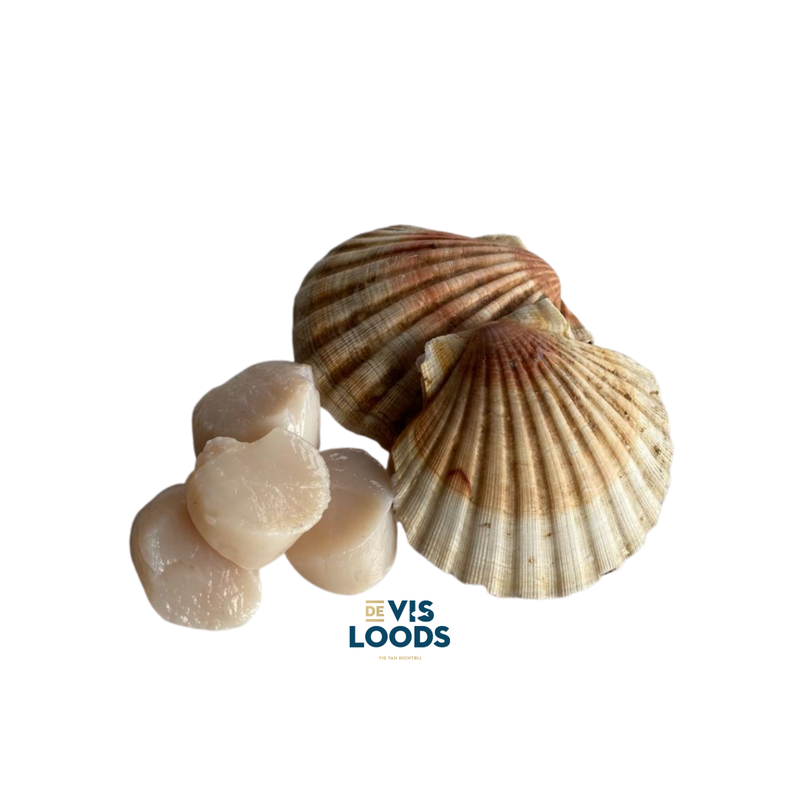 DeVisloods Coquille of Sint-Jakobsschelp