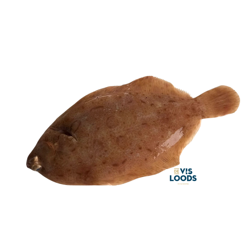 DeVisloods Tongschar