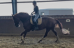 LJ sporthorses