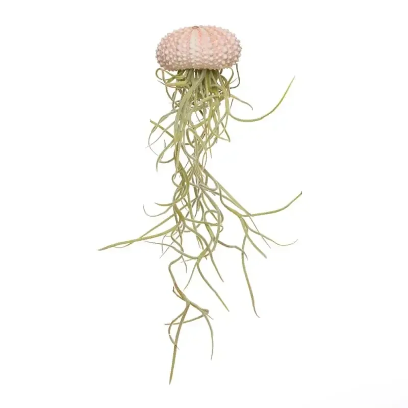 Deze Jellyfish met airplant is op dit moment hot en trendy, een echte eye-catcher in huis!