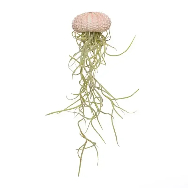 Deze Jellyfish met airplant is op dit moment hot en trendy, een echte eye-catcher in huis!