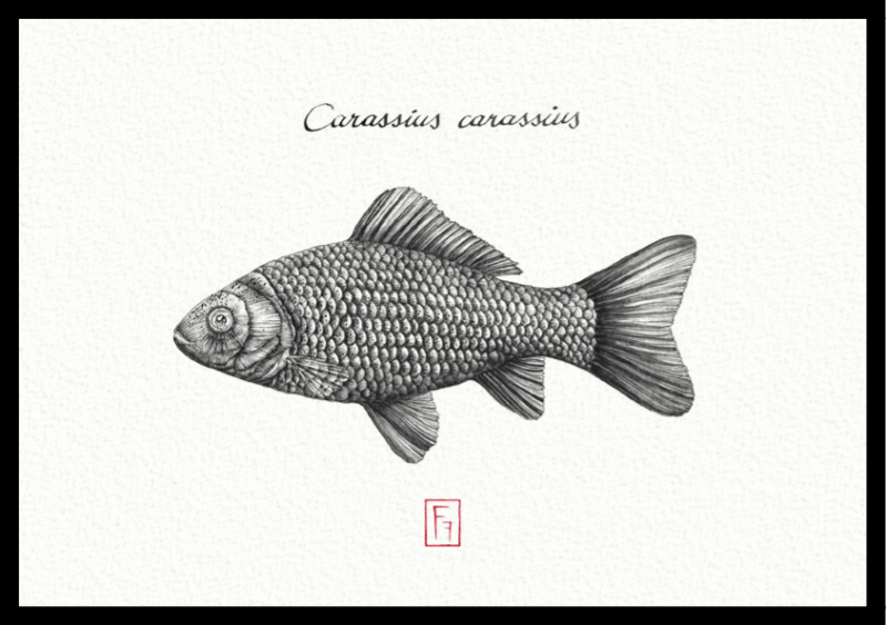 Zeichnung einer Karausche mit Feder und Tusche. Handgestempelt.