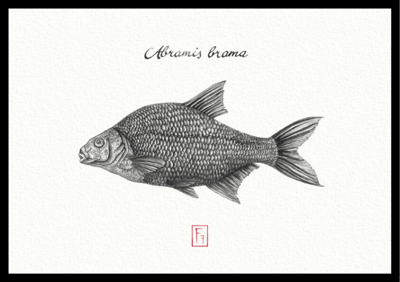 Zeichnung einer Brasse