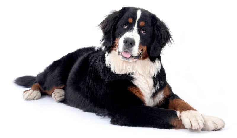 berner senne pup liggend