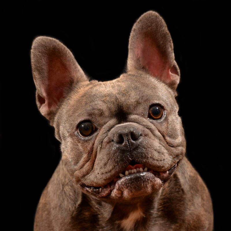 portret franse buldog