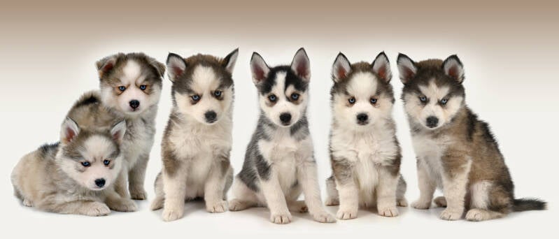 Nest pompsky puppies