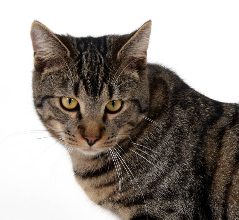 portret bruin gestreepte kat