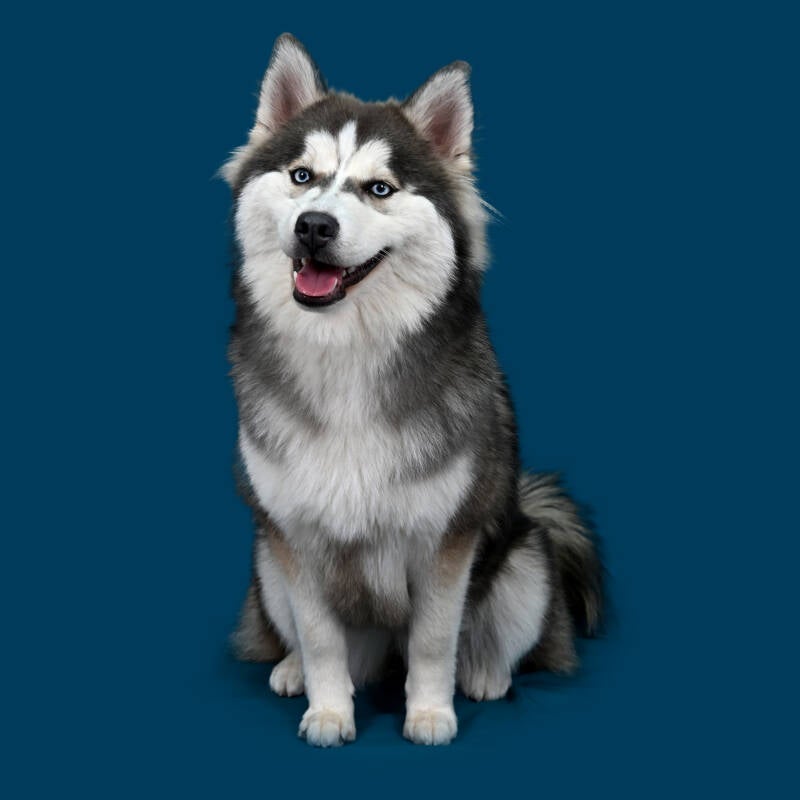 pompsky zitten met blauwe achtergrond