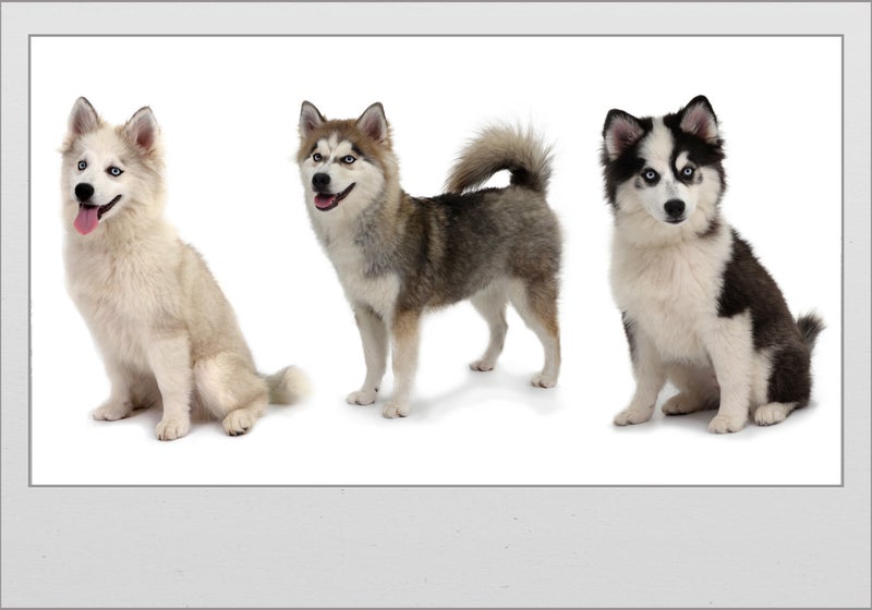 Collage van Pompsky honden