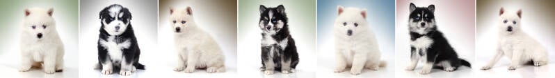 collage diverse pompsky puppy's