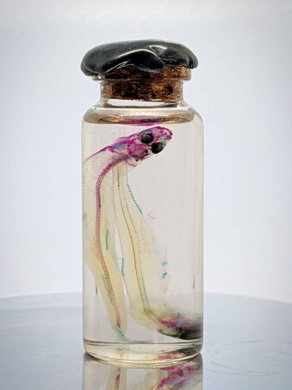 Poissons diaphanisés