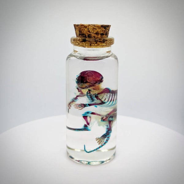 Souriceau diaphanisé