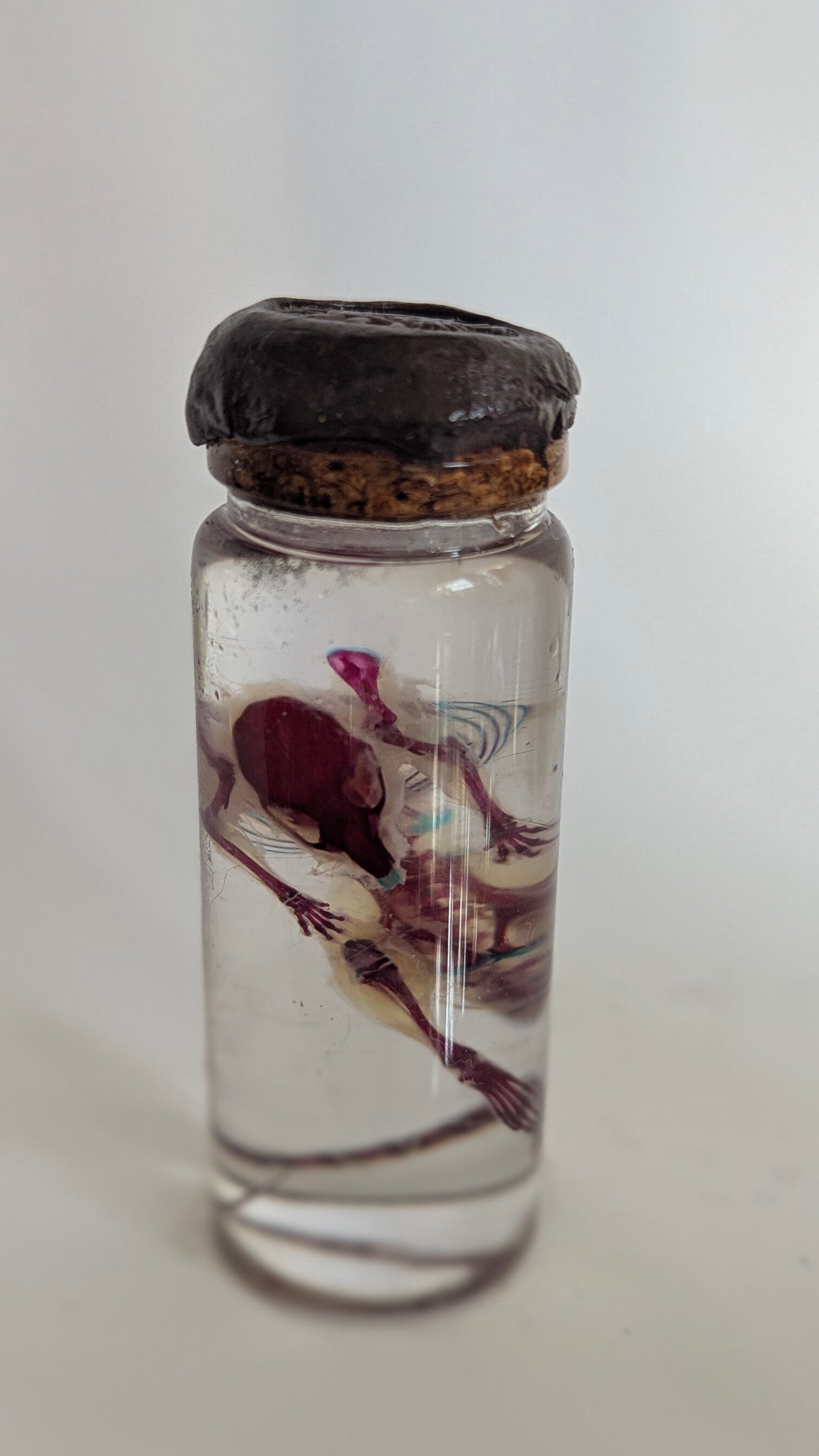 Souris diaphanisée 10cm