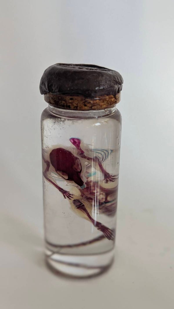 Souris diaphanisée 10cm