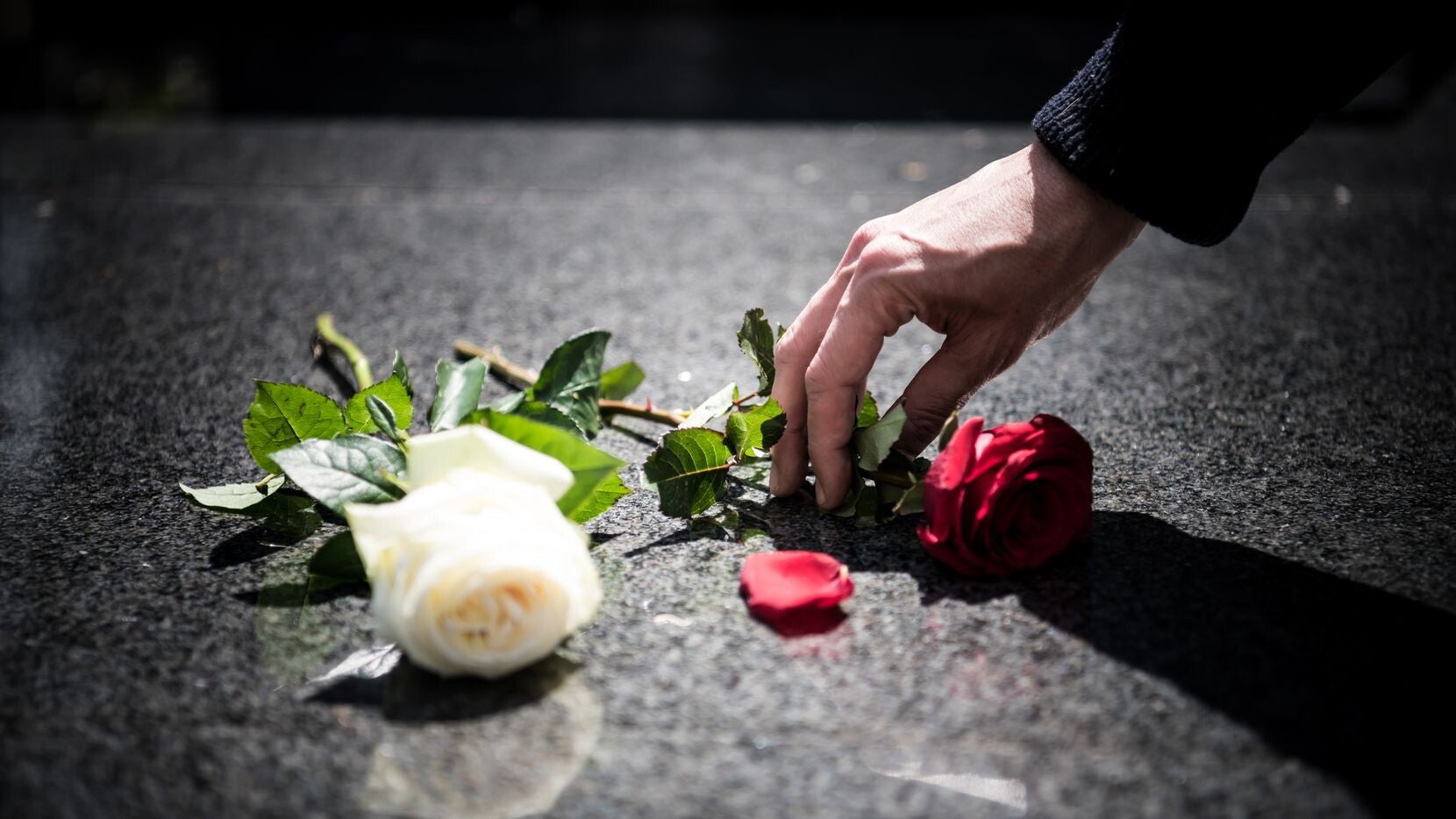 persona dejando una rosa en memoria de un fallecido querido