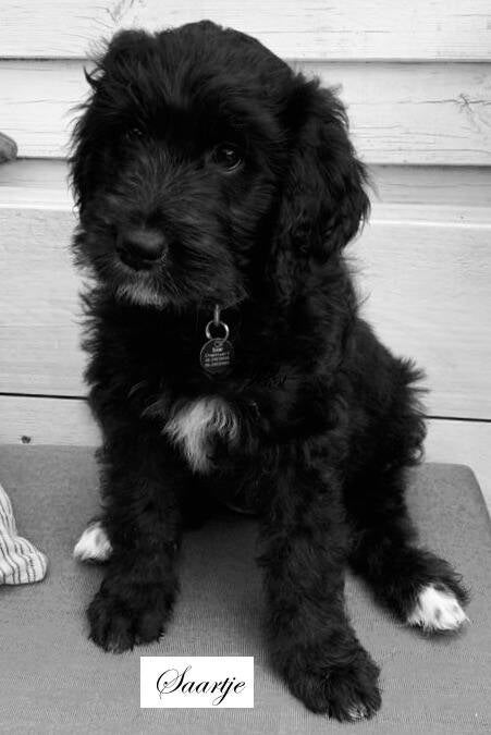 Goldendoodle puppy Saartje