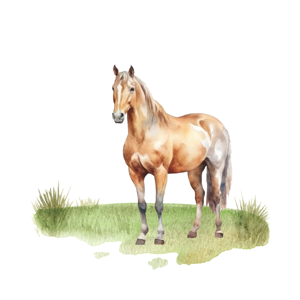 Paarden 9