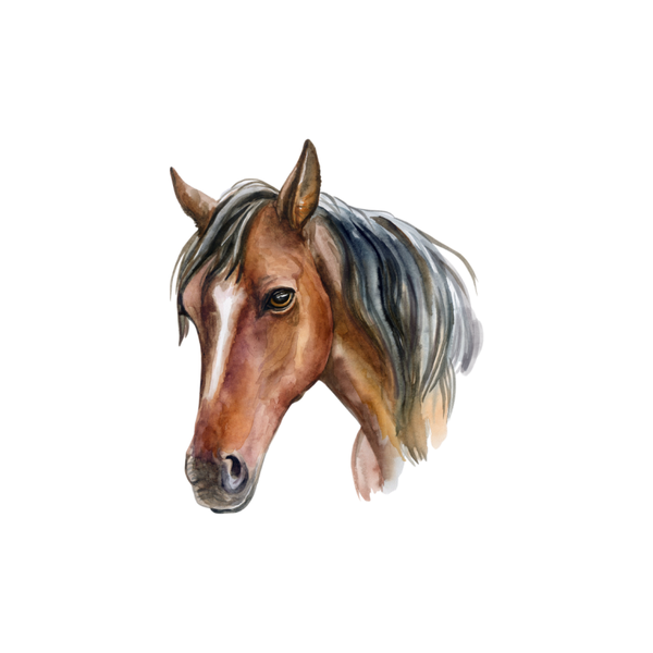 Paarden 8