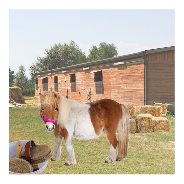 Paarden 10