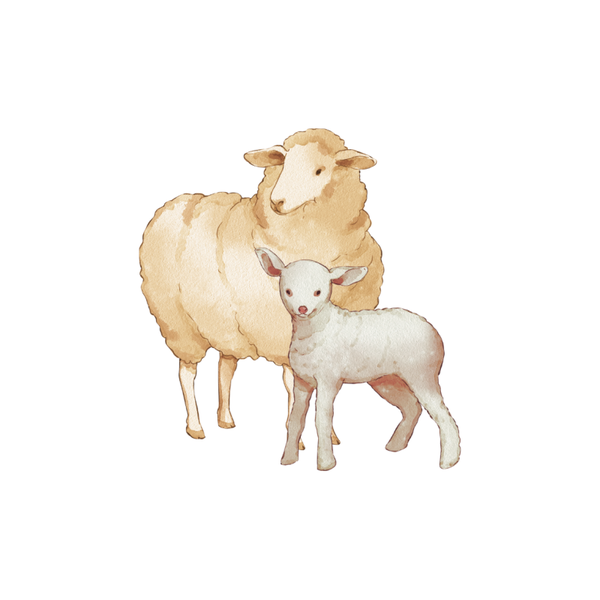 Schapen 1