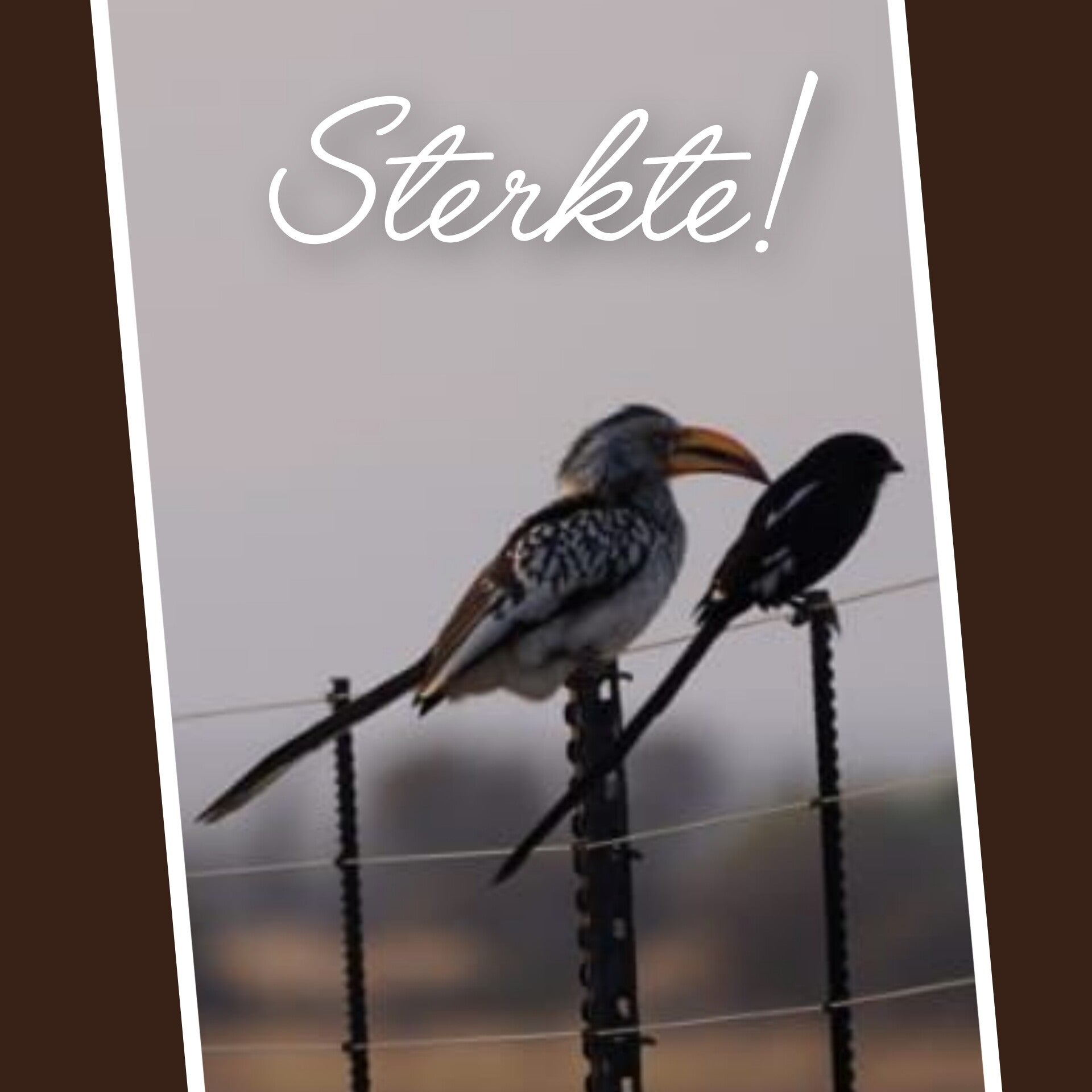 Vogels