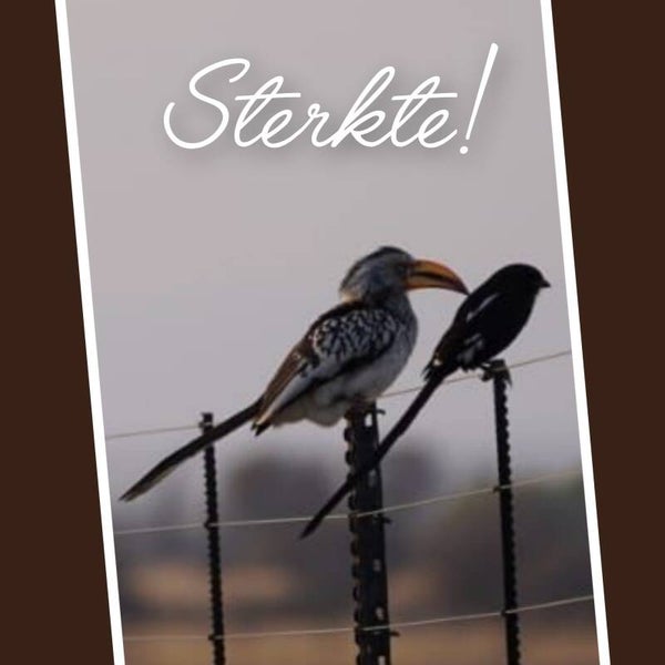 Vogels
