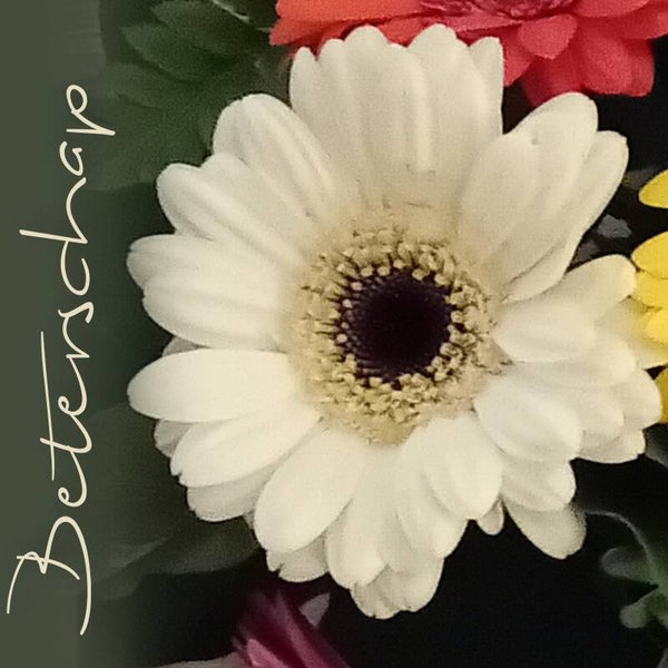 Gerbera