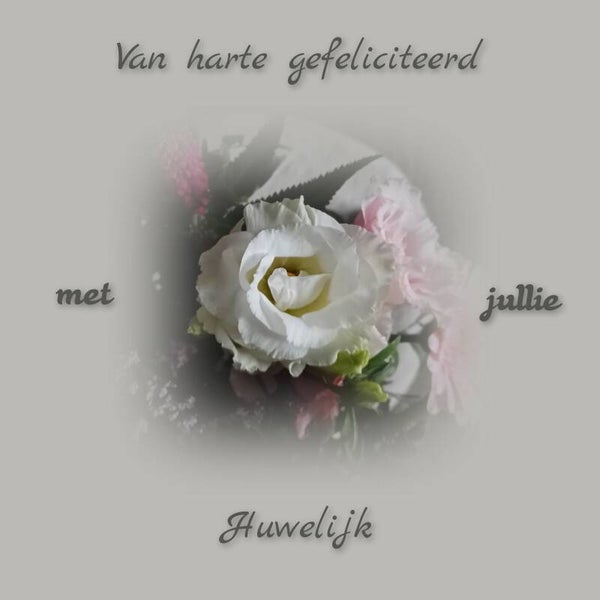 Witte roos