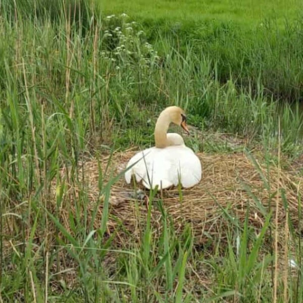 Blanco-zwaan