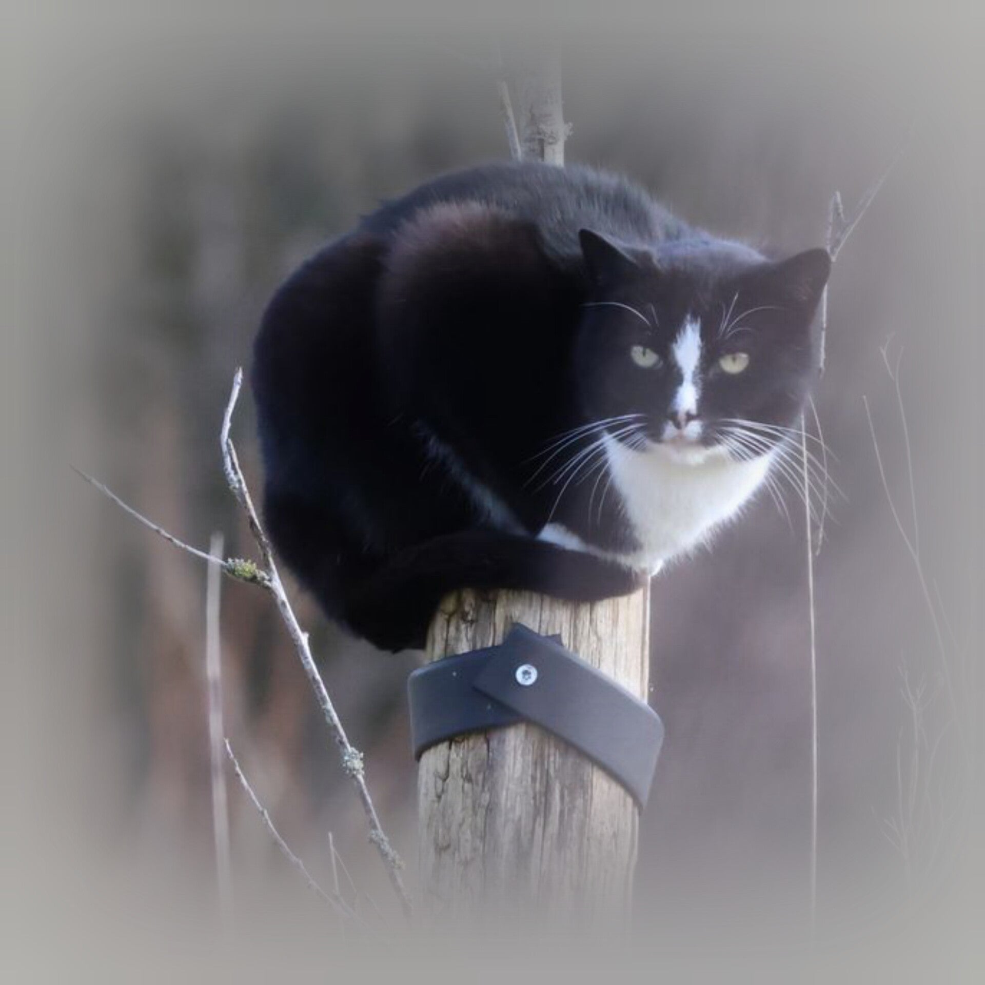 Blanco-poes