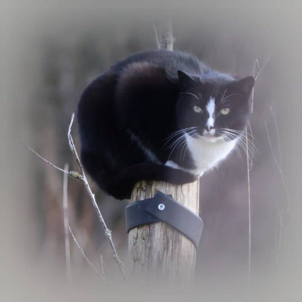 Blanco-poes