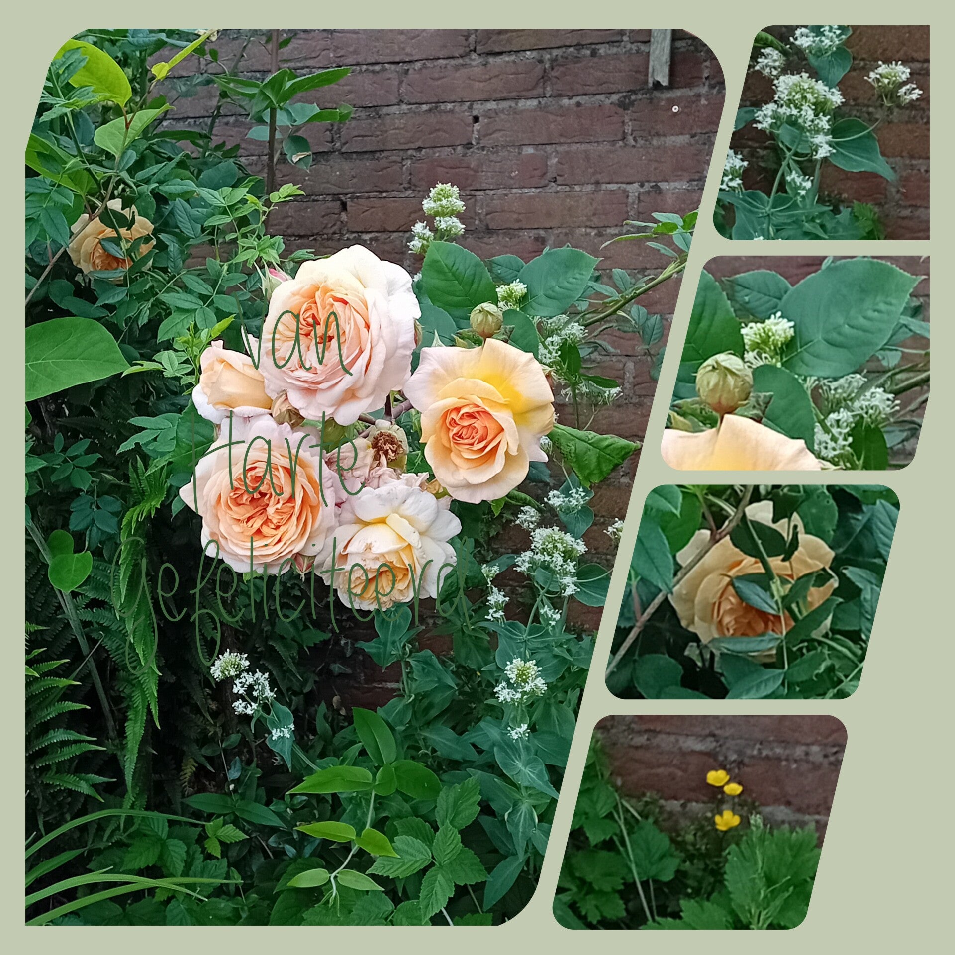 Blanco-rozen
