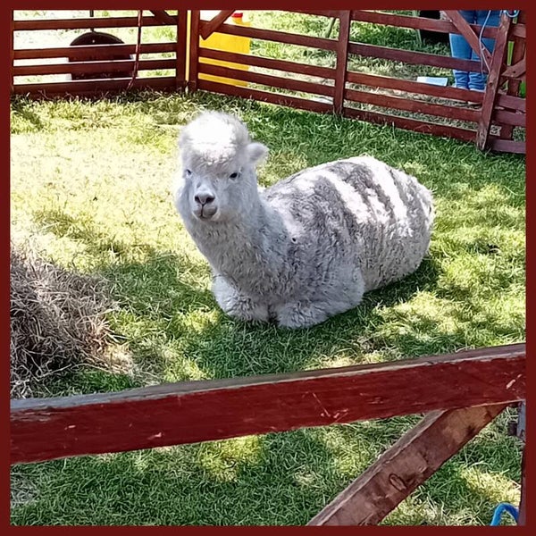 Blanco-alpaca