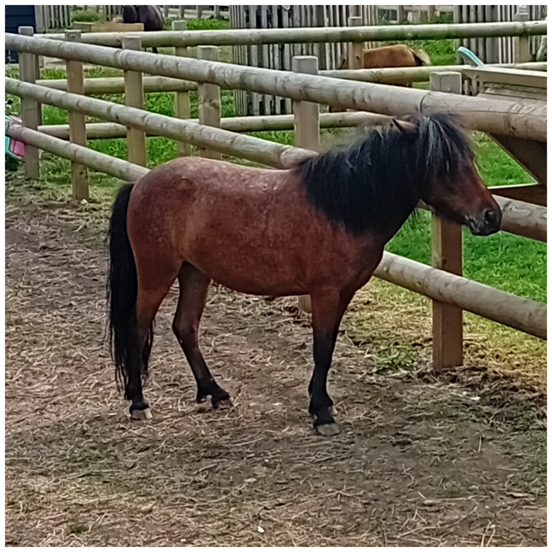 Blanco-pony1