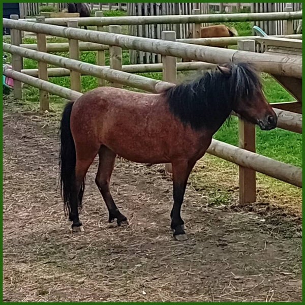Blanco-paard