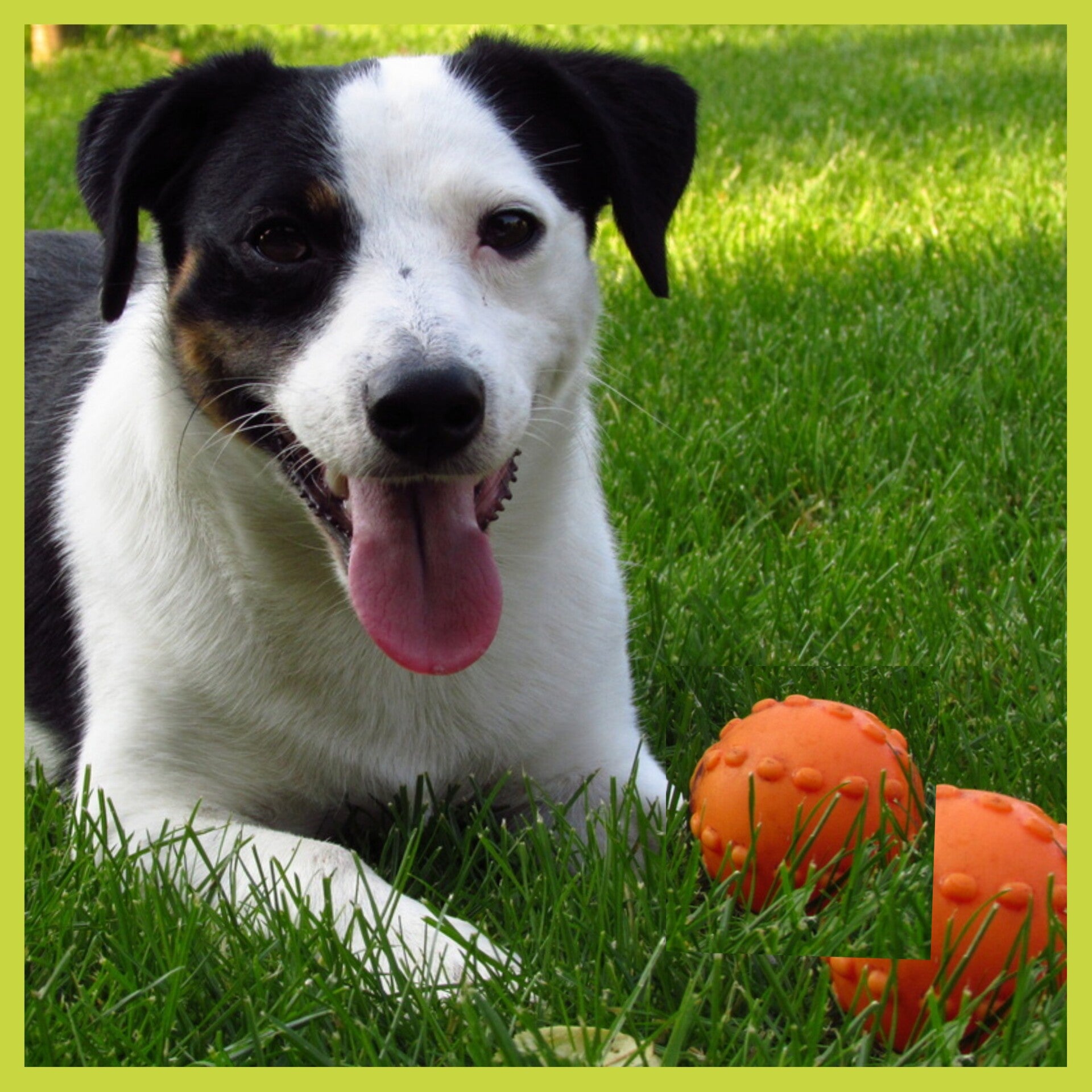 Blanco-hond