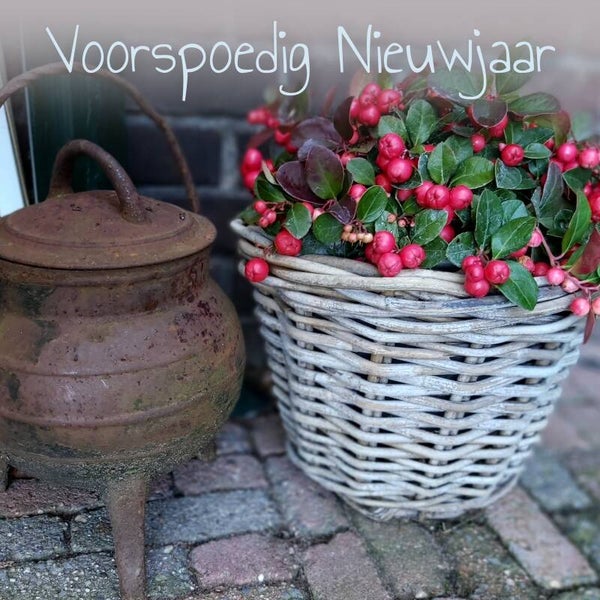 Bergthee