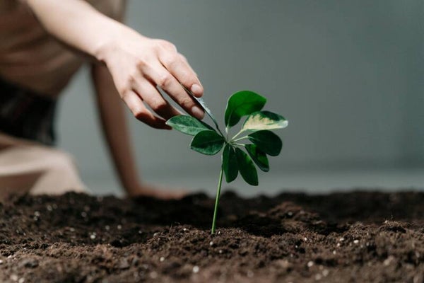 Sow The Seed Donation