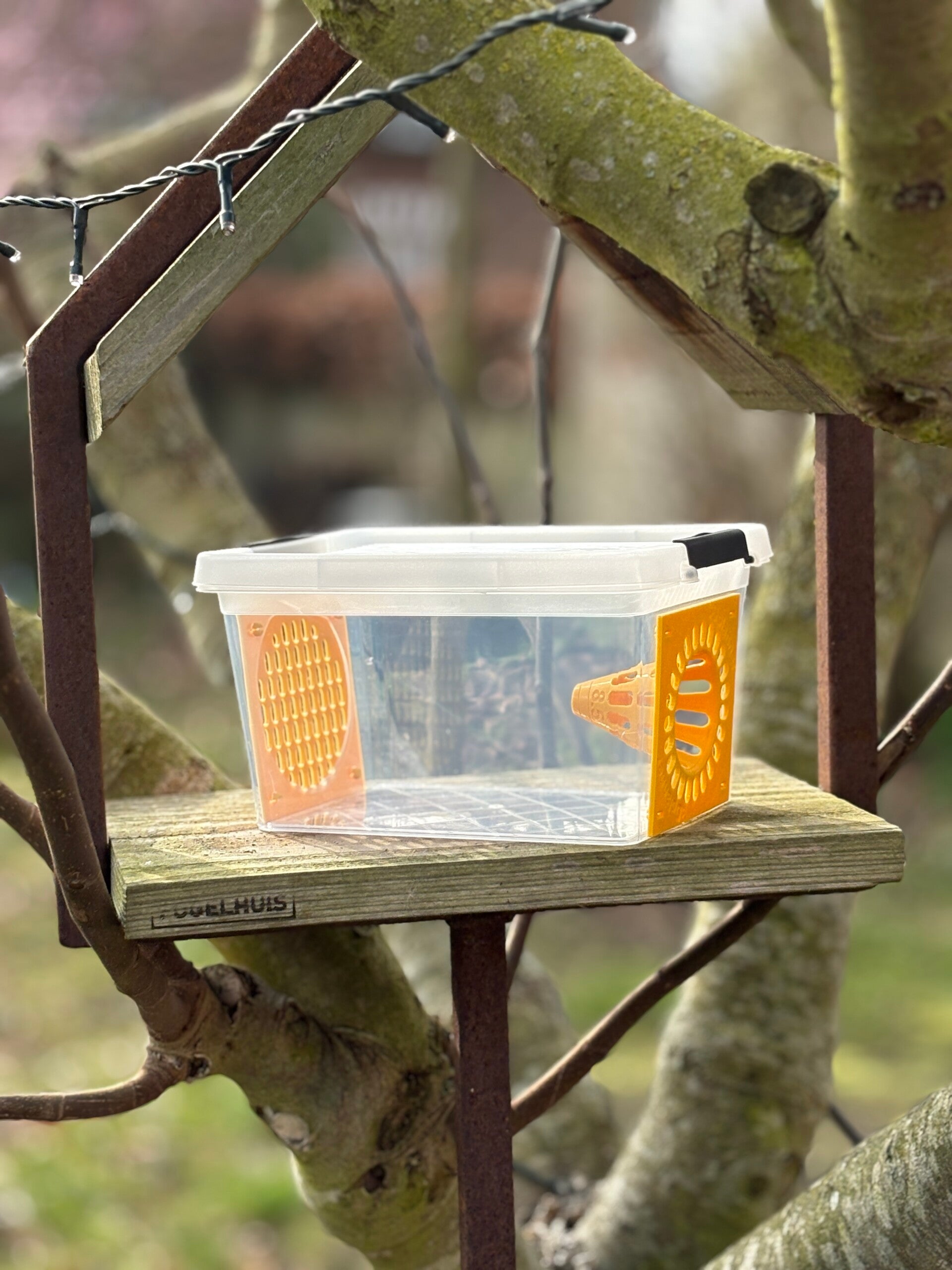 Aziatische hoornaar vallen Box