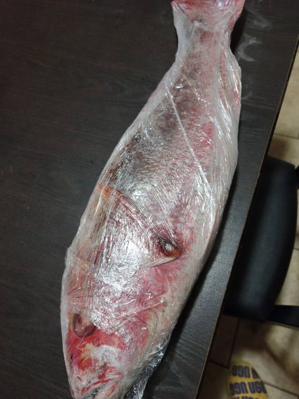 Pargo FL