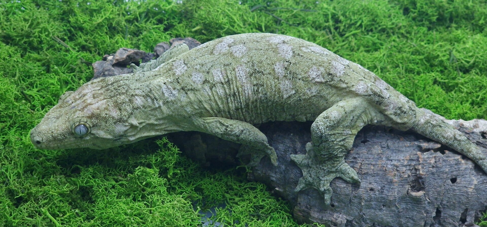 Gekon olbrzymi Pine Island samica 136 gram