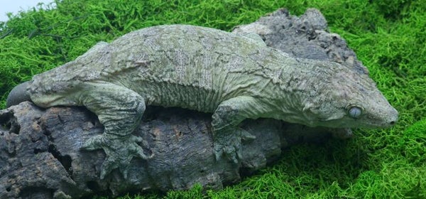 Gekon olbrzymi Pine Island samica 128 gram