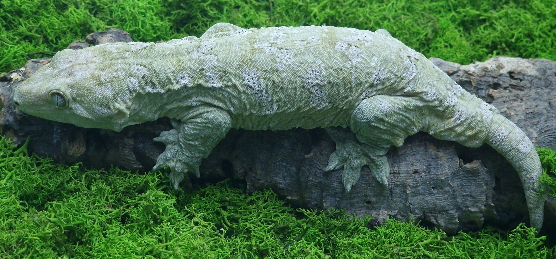 Gekon olbrzymi Pine Island samica 119 g