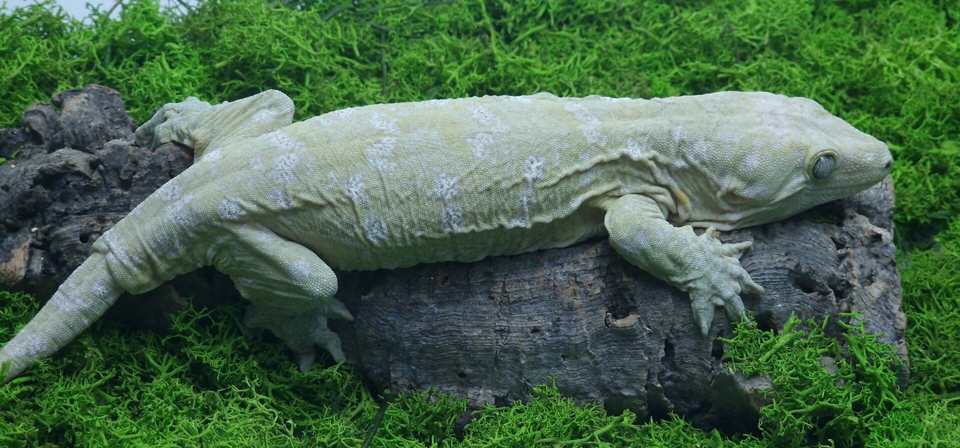 Gekon olbrzymi Pine Island samica 134 gram