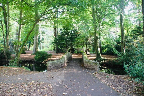 Bridge In The Woods